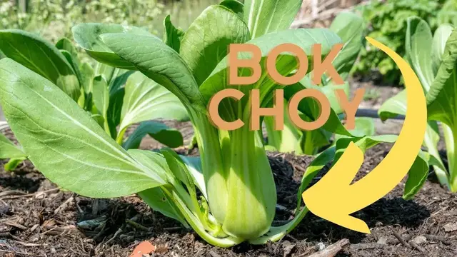 'Video thumbnail for Say Goodbye to Pests with These 12 Bok Choy Companion Plants'