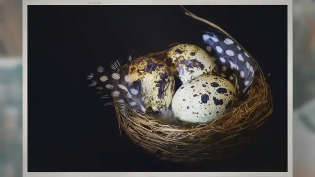 Video thumbnail for Are Quail Eggs Okay for Dogs to Eat?