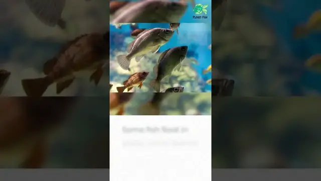 'Video thumbnail for Do Fish Sleep? Interesting Truth!! #shorts'