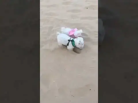 'Video thumbnail for We’ve arrived in Portugal 🇵🇹 but Arya still can’t shake her obsession with me 😱 #rocha #dogbeach'