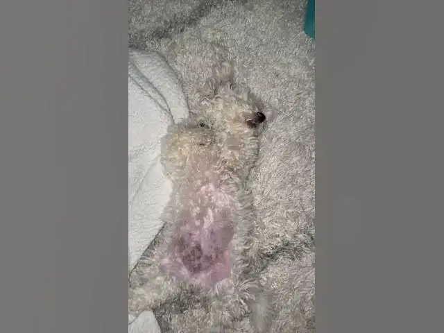 'Video thumbnail for I’m tired 🐶 #shorts'