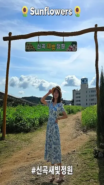 Video thumbnail for Sunflowers are in full bloom in Uijeongbu, Korea