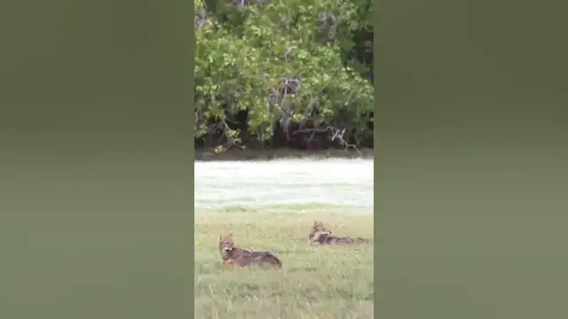 Video thumbnail for golden jackal (Canis aureus) in Wilpattu national park #shorts