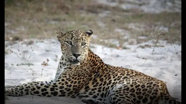 Video thumbnail for Leopard drinking water and marking territory | Wilpattu national park