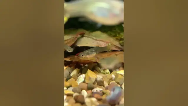 'Video thumbnail for Keeping Red Cherry Shrimp with Guppies #shorts'