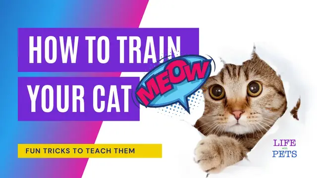 Video thumbnail for How to train your cat