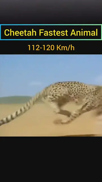 Video thumbnail for Cheetah Full Speed Fastest Animal in the world