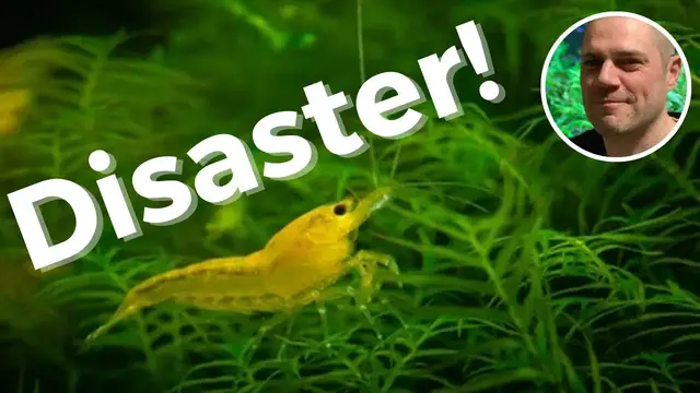 'Video thumbnail for Disaster in the Yellow Neocaridina Breeding Project - SHRIMP HAVE STARTED TO DIE AND I DONT KNOW WHY'