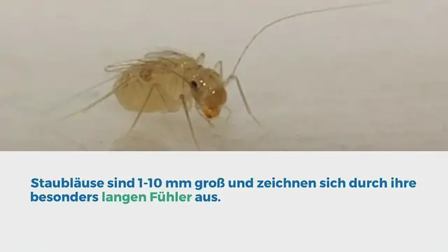 'Video thumbnail for Staubläuse'