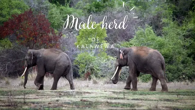 Video thumbnail for Elephant walk | tusker elephants | two beautiful tuskers in Kalawewa