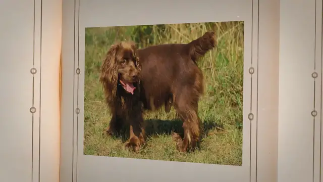 Video thumbnail for Are Sussex spaniels good family dogs?