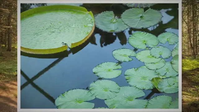 'Video thumbnail for How to Easily Drain a Pond (With or Without a Pump)'