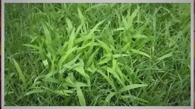 'Video thumbnail for THE BEST Crabgrass Killer Products (Updated July 2022 ) Top Post Emergent Crabgrass Herbicides Lawn Phix'