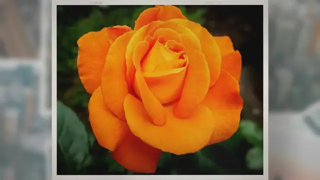 'Video thumbnail for 45 Tipos de Flores BONITAS e INCREÍBLES para tu Jardín'