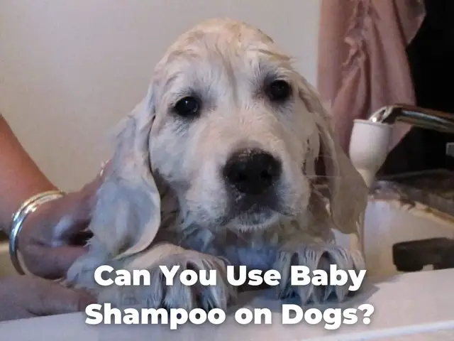 Video thumbnail for Can You Use Baby Shampoo on Dogs?