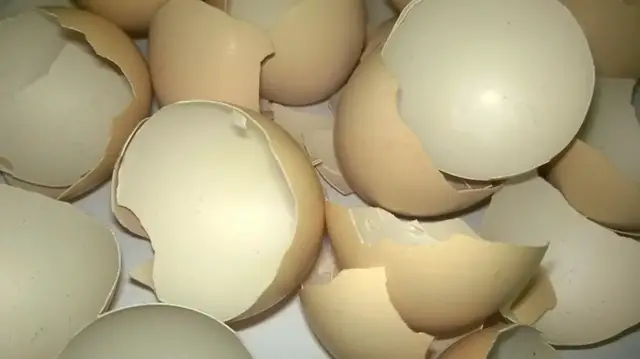 Video thumbnail for How Long Do Eggshells Take To Decompose?