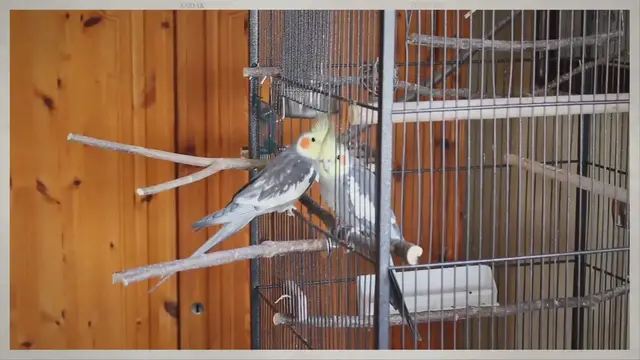 Video thumbnail for Baby Cockatiel