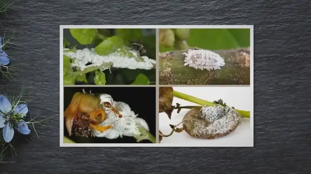 Video thumbnail for Mealybugs: white cotton-looking bugs on your vegetable plants?