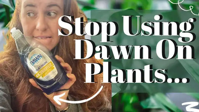 Video thumbnail for STOP Using Dawn Dish Soap On Your Plants. New Study Shows The Dangers Using Dish Soap To Treat Pests