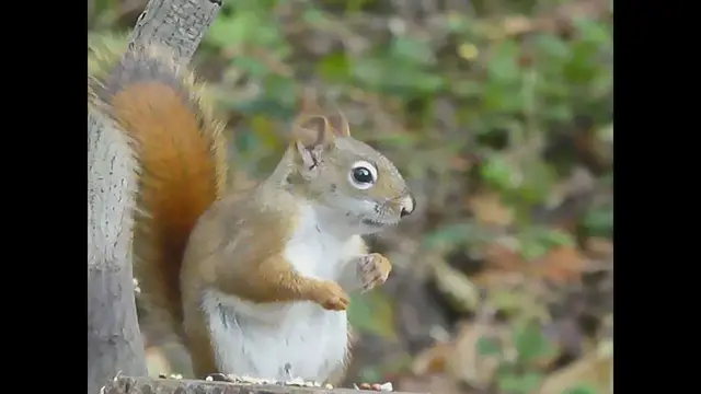 Video thumbnail for Red Squirrel with seeds
