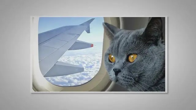 'Video thumbnail for How to Make Traveling With Your Cat More Pleasant'