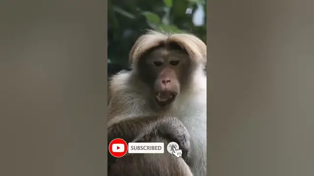 Video thumbnail for Toque macaques in haggala gardens #shorts