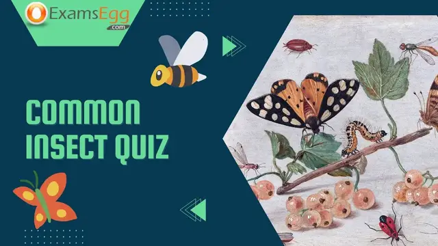 Video thumbnail for Common Insect Quiz | Examsegg