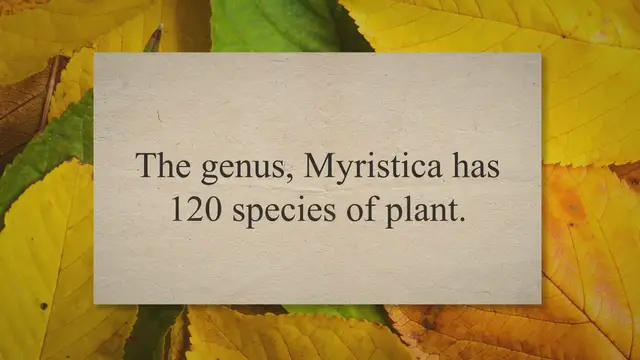 'Video thumbnail for Nutmeg (Myristica fragrans): Main Nutritional and Health Benefits'