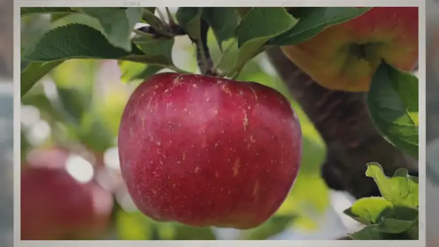 Video thumbnail for Where Do Apple Trees Grow?