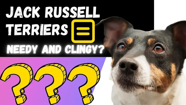 Video thumbnail for Want To Know How Clingy and Needy A Jack Russell Terrier Will Be?