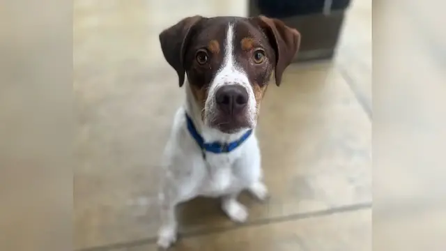 'Video thumbnail for Pet of the Week 03/24/23'