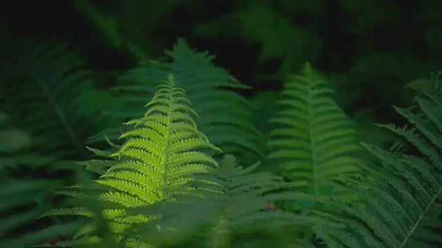 Video thumbnail for Wildlife gardening