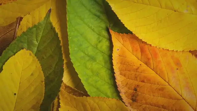 Video thumbnail for Bee Winter Patties