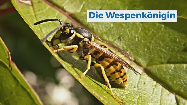 'Video thumbnail for Wespenkönigin'