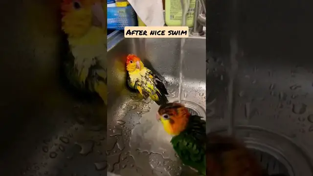 Video thumbnail for Caique parrot enjoys swimming