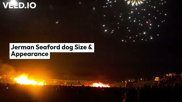 'Video thumbnail for Jerman Seaford Dogs Price In India [Cheapest price in 2022]'