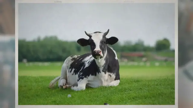Video thumbnail for Why Do Cows Have Nose Rings?