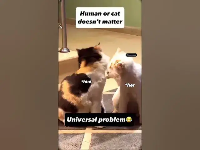 'Video thumbnail for kucing genit'