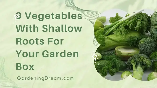 Video thumbnail for 9 Vegetables With Shallow Roots For Your Garden Box