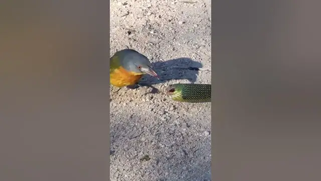 'Video thumbnail for Bird Rips Snake's Eyes out as it Tries to Escape'