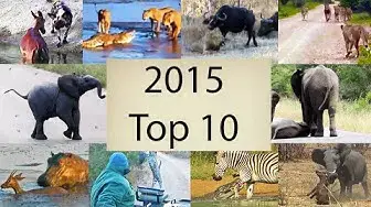 Video thumbnail for 2015's Top 10 Wildlife Videos - Compilation