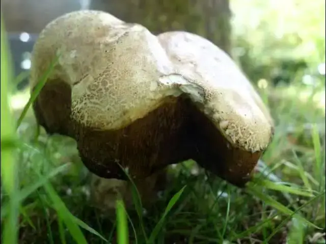 'Video thumbnail for Une vie de cèpe !'