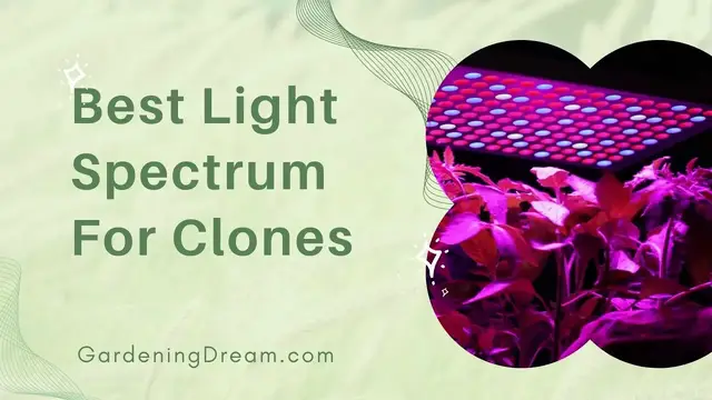 Video thumbnail for Best Light Spectrum For Clones