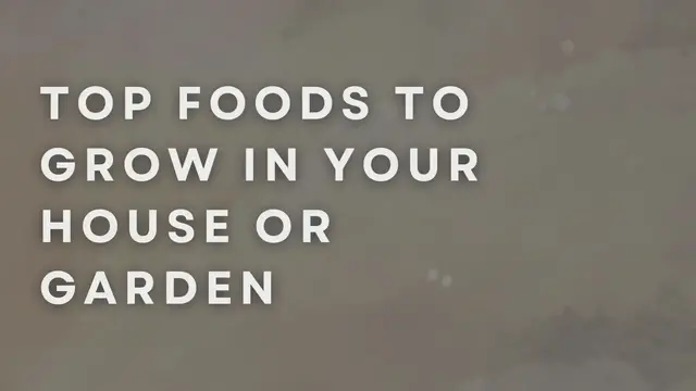 Video thumbnail for Top Foods To Grow In Your House Or Garden