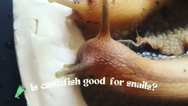 Video thumbnail for Is Cuttlefish Good for Snails? (Here is the Answer)