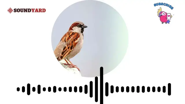 Video thumbnail for House Sparrow Call/Sound [Audiogram Version]