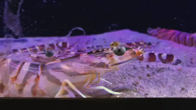 Video thumbnail for Japanese tiger prawn, Kuruma prawn