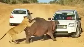 Video thumbnail for Hippo Bites Land Rover As Lions Attack