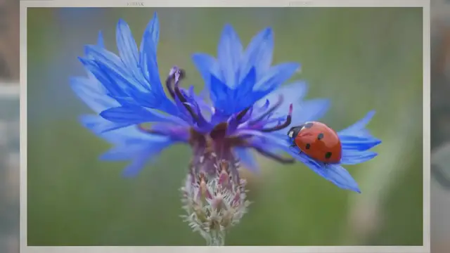 Video thumbnail for Are Ladybugs Good Luck?