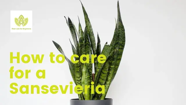 Video thumbnail for How to take care of a Sansevieria